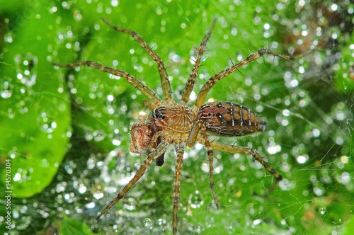wolf spider and dew in the parks