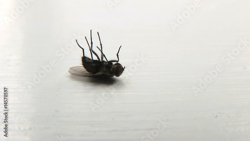 Dying Fly