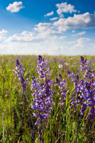 Flowers on field sunny day