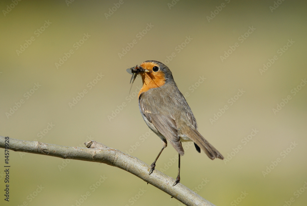 Fototapeta premium Petirrojo con comida