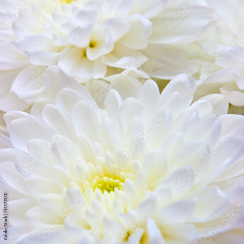 White chrysanthemum flowers closeup shot photo