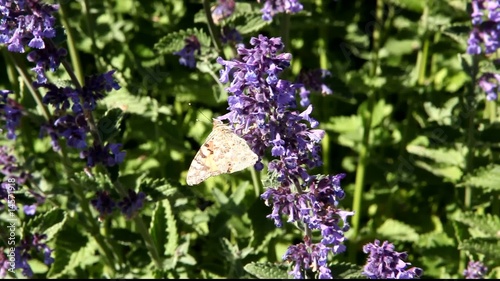 Painted Lady butterfly feeding on Catmint flowers photo