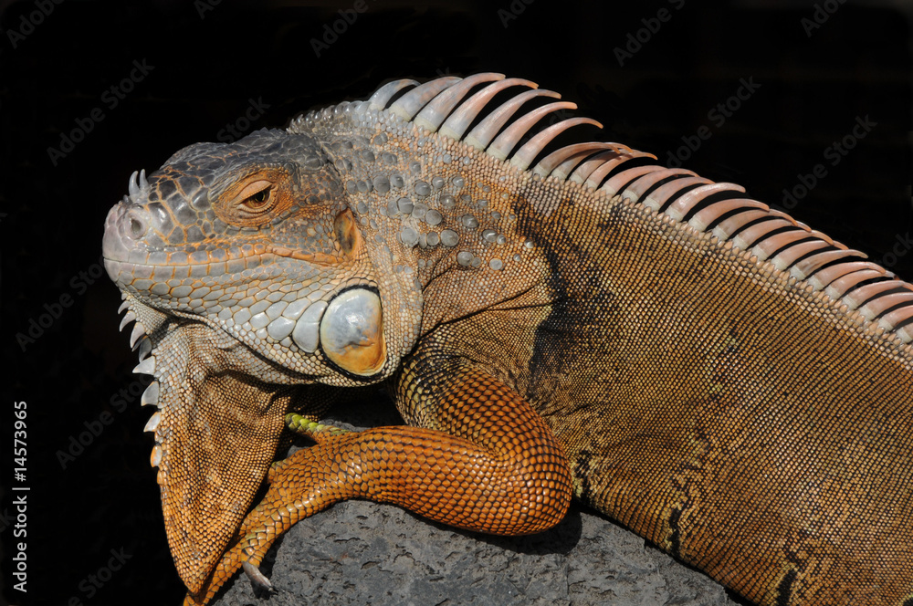 Obraz premium Leguan