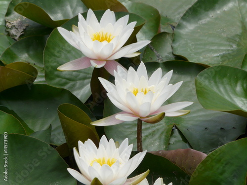 trois nénuphars blancs 100509102