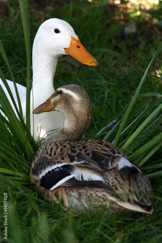 Laufentenpärchen photo