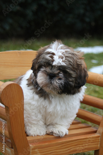 Shih Tzu-Welpe