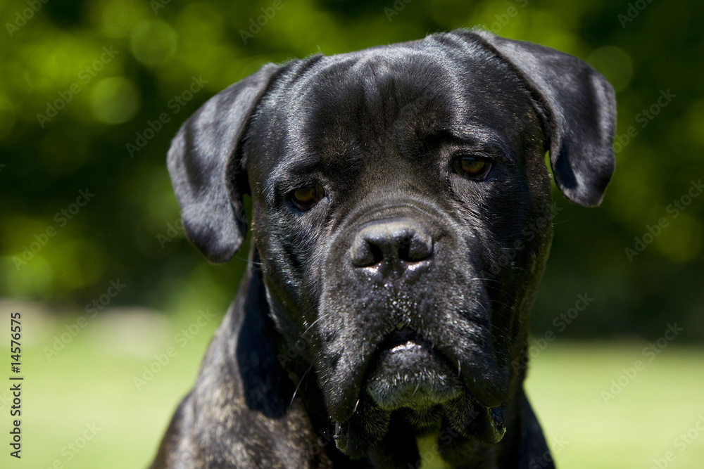 portrait de chien cane corso de face - tête penchée