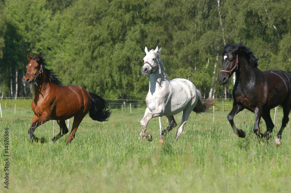 Drei Stuten rasen beim Anweiden über die Wiese