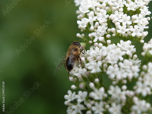 Foto bee