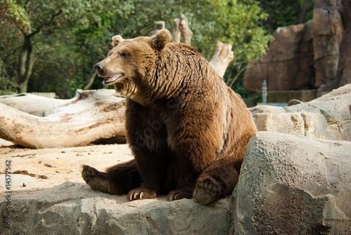 Vászonkép Funny brown bear