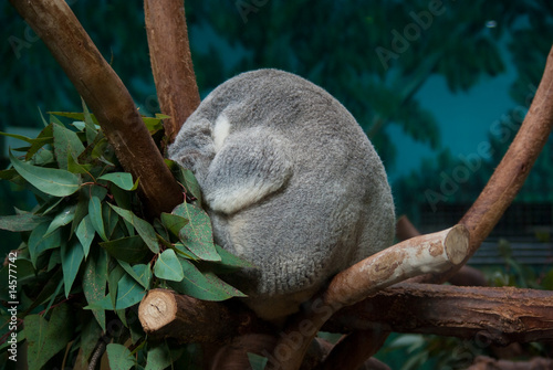 Photography Funny koala sleeping on the branch of eucaliptus tree