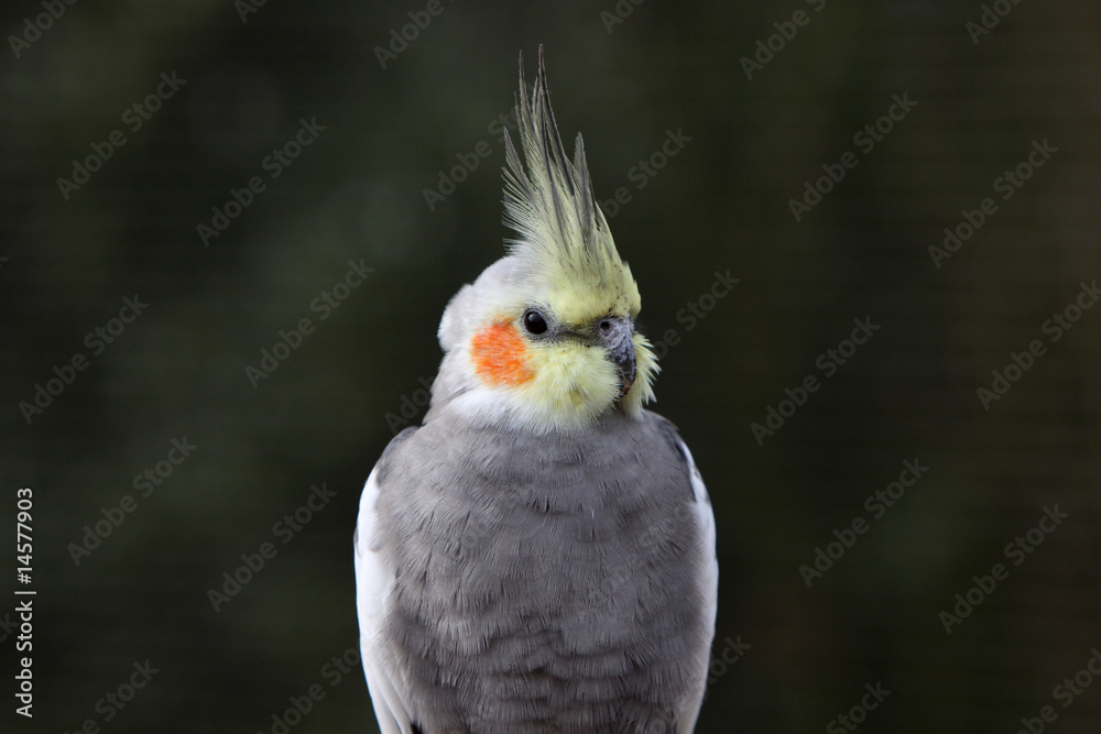 Naklejka premium Nymphensittich