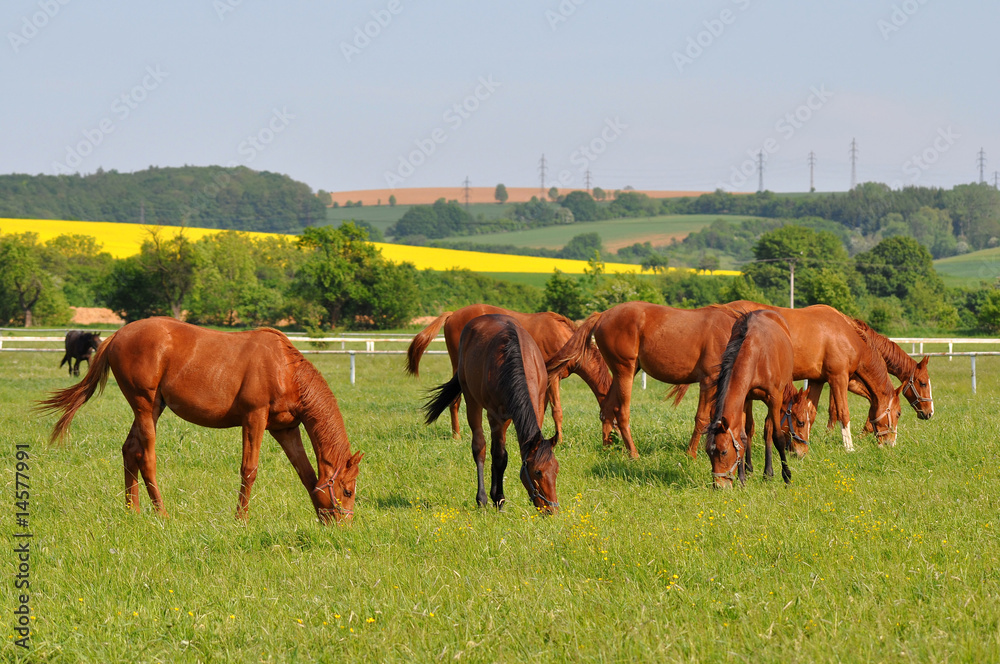 Fototapeta premium herd of purebred horses