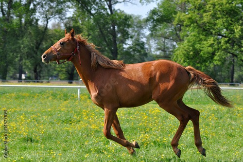 purebred galloped horse