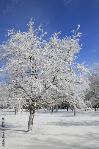 Winter, Snow and Ice Covered Trees, Park