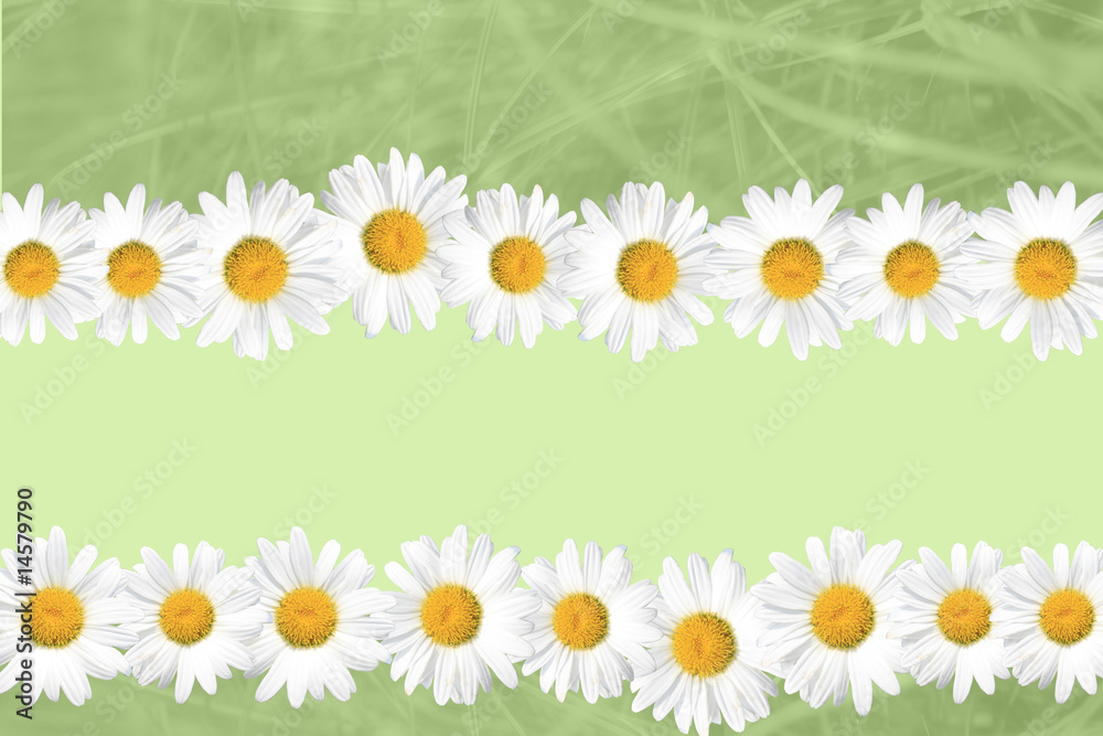 Fototapeta premium Seasonal Summer Daisy and Grass Background