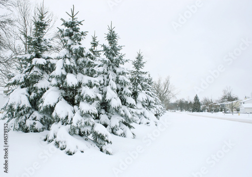 Winter  Snow Covered Tree Branches  Outdoors