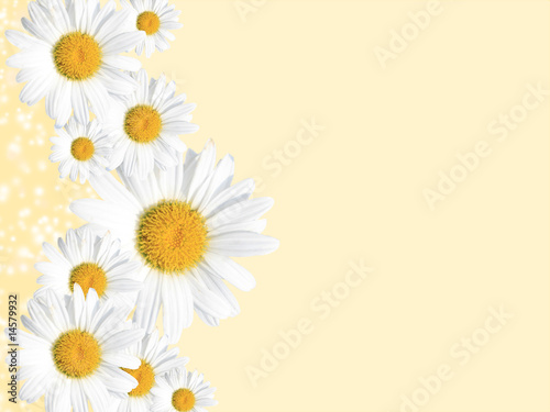 Daisy Background, Summer or Spring Seasonal © chasingmoments