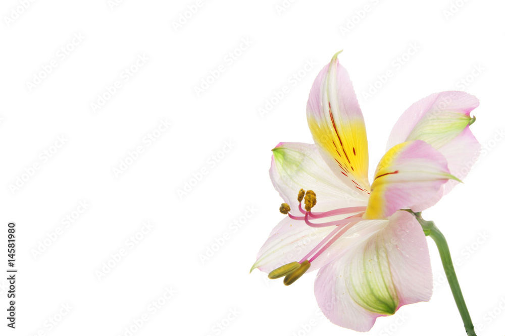 Naklejka premium Day lilly copy space