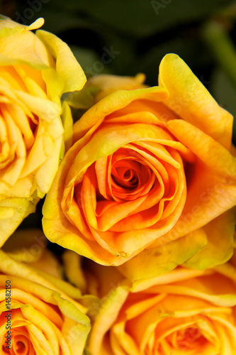 bright yellow roses