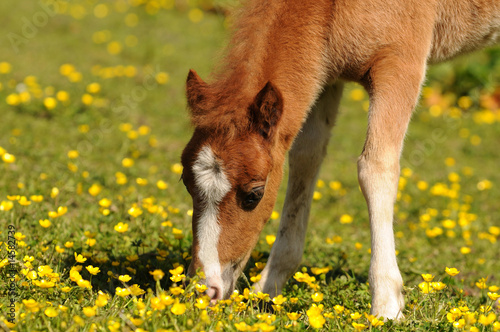 Ponyfohlen