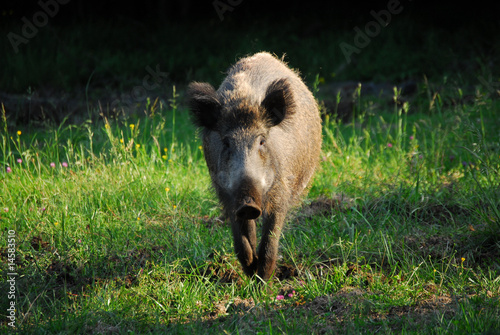 Wildschwein