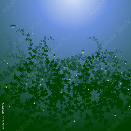 Ivy undergrowth