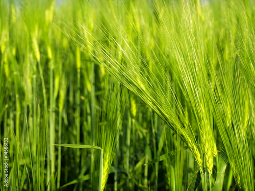 oats-close up