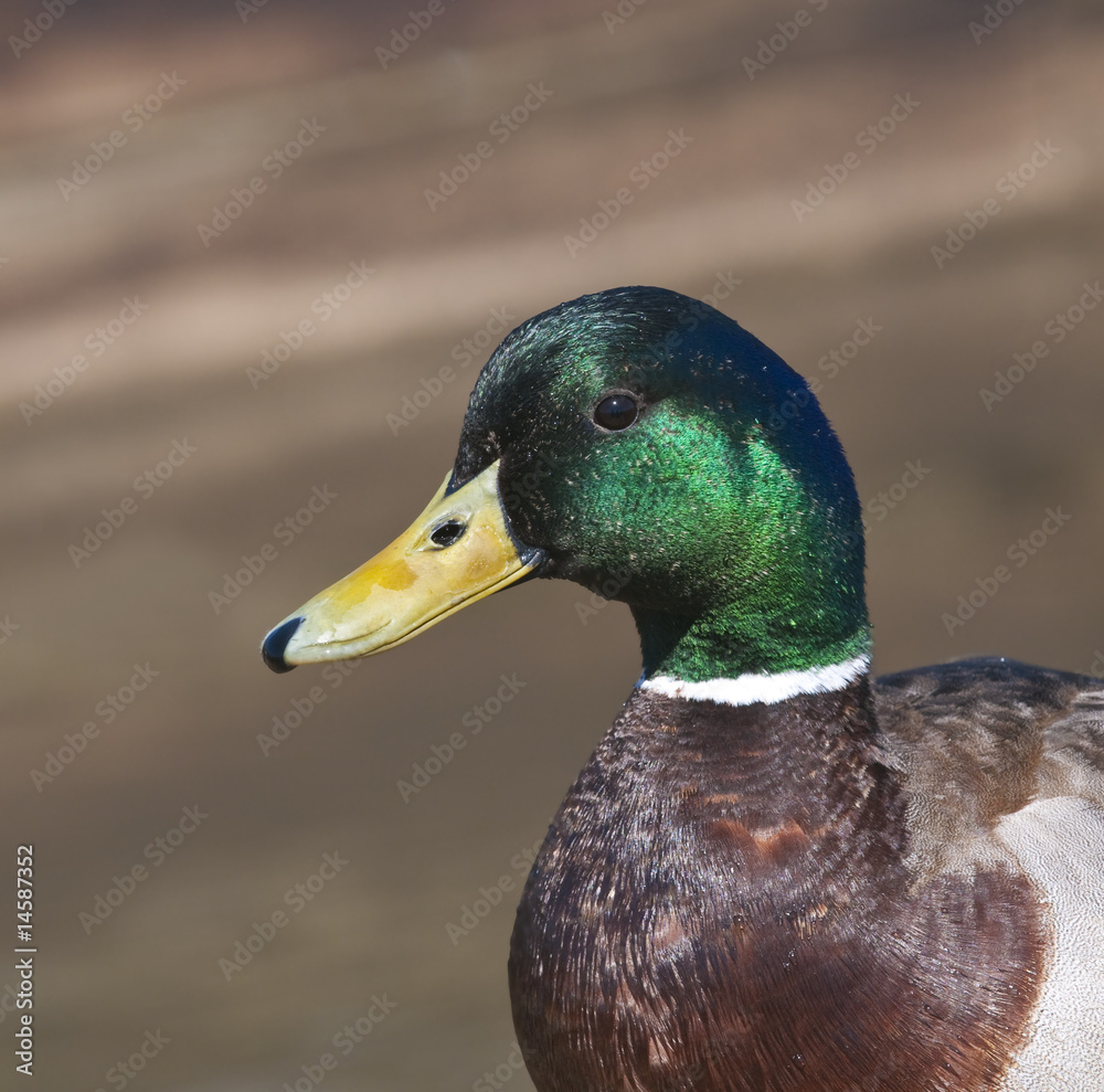 Closeup of Mallard drake (anas platyrhynchos) Closeup of Mallard drake (anas platyrhynchos)
