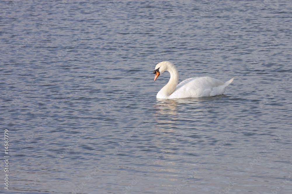 Male (Cob) Mute Swan