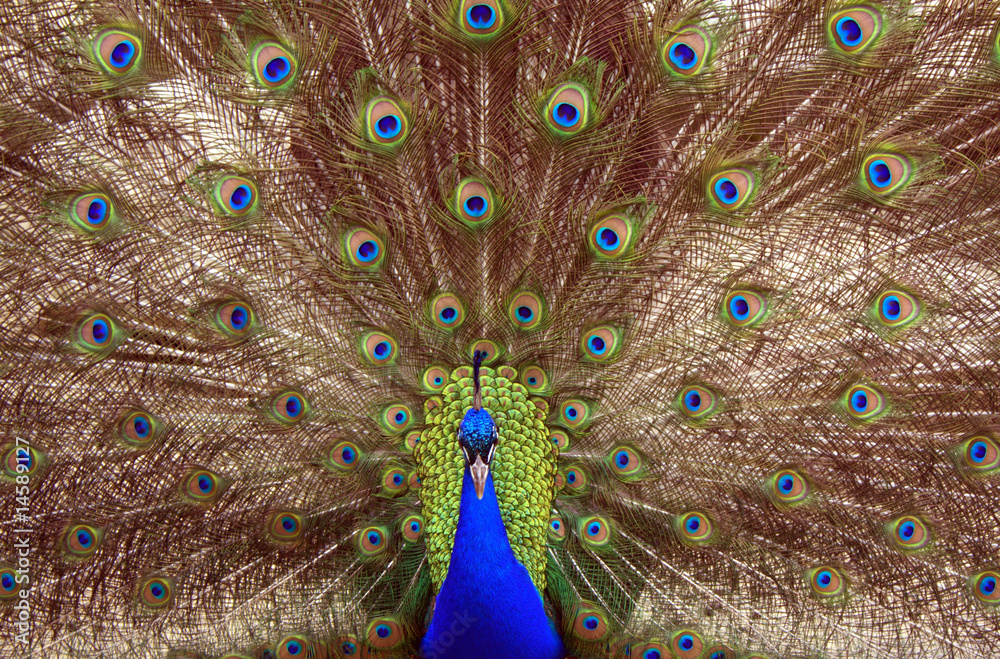 Fototapeta premium Peacock