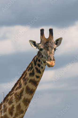 head of giraffe over blue sky