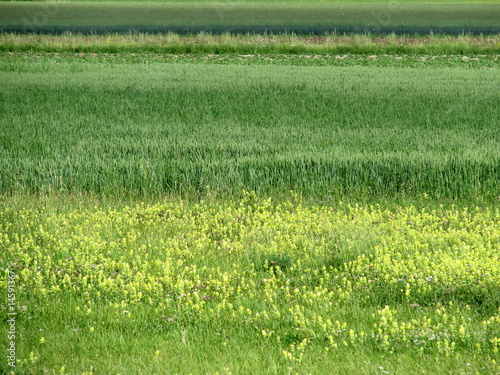 Biodiversité: plantes fourragères.