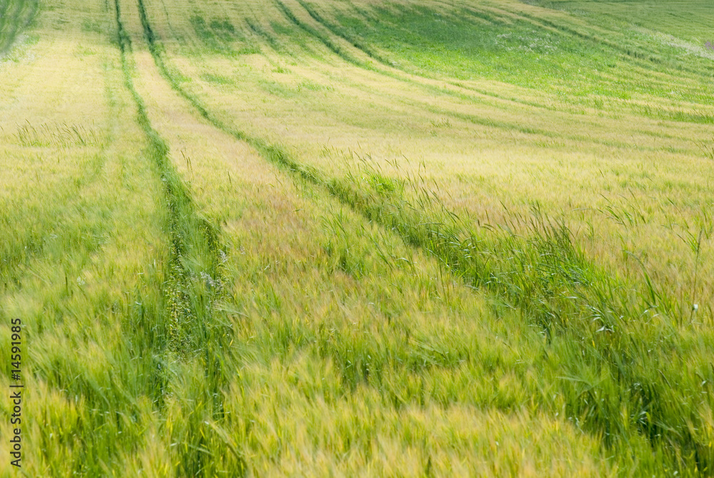 Kornfeld 15 Kornfeld 15