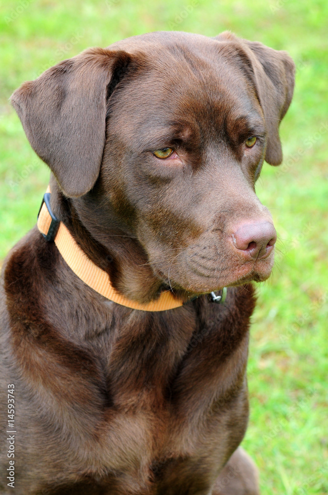 Beautiful labrador