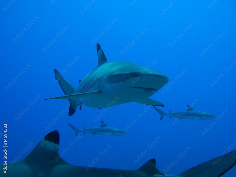 Naklejka premium prédateur