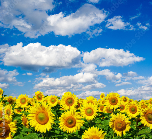 sunflower field