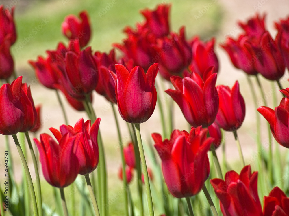 red tulips red tulips