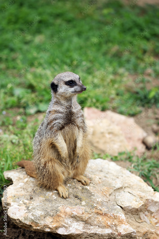 suricate à l'affut suricate à l'affut