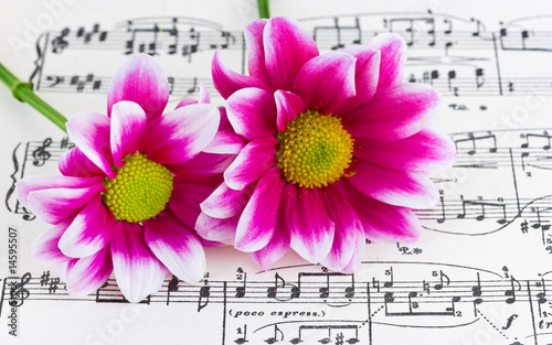 Flowers on sheet music
