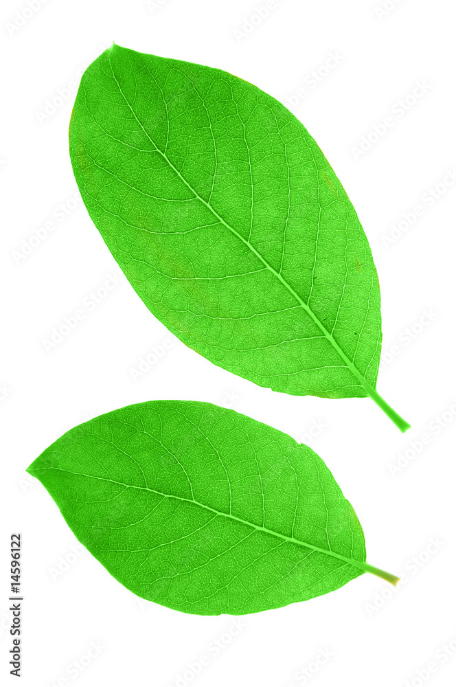 Fototapeta premium Green leaves