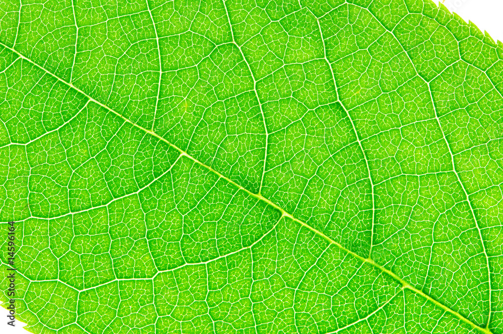green leaf macro green leaf macro