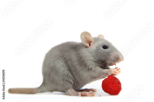 Quadro em tela Rat qui mange une framboise
