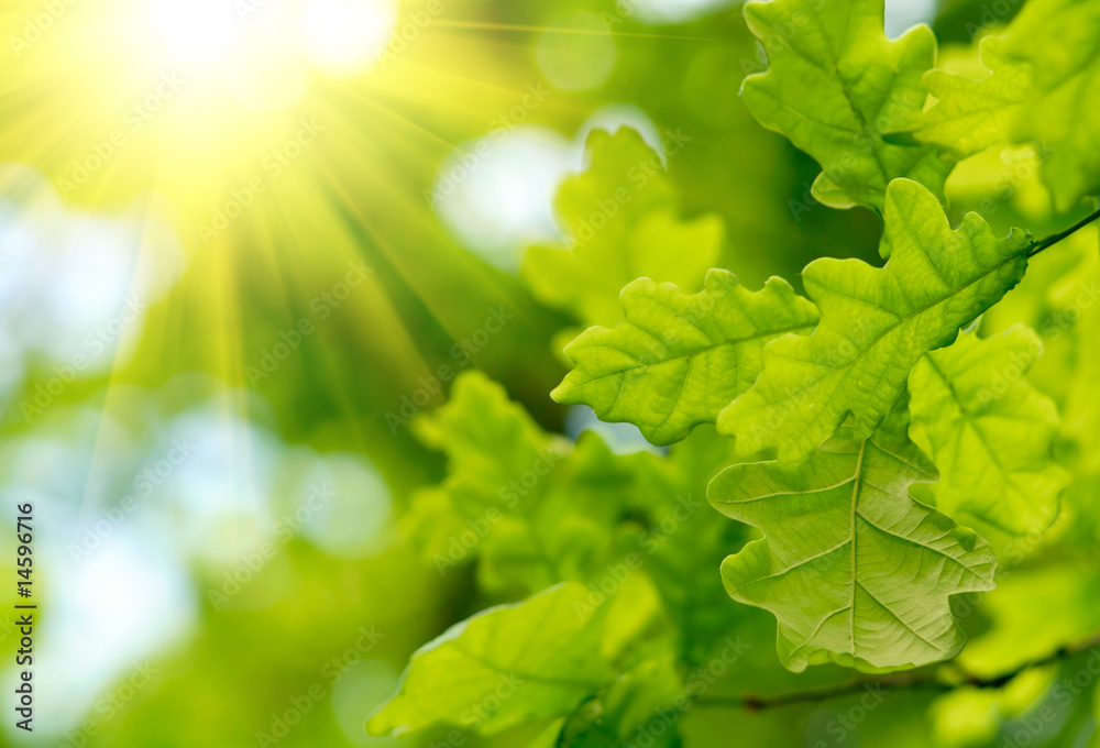 Green oak leaves with sun ray - obrazy, fototapety, plakaty 