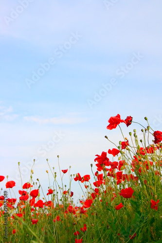 Poppy field background © Skazka Grez