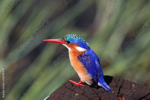 Photography Malachite Kingfisher