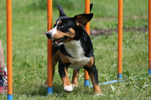 Billede på lærred Agility - Entlebucher Sennenhund im Slalom