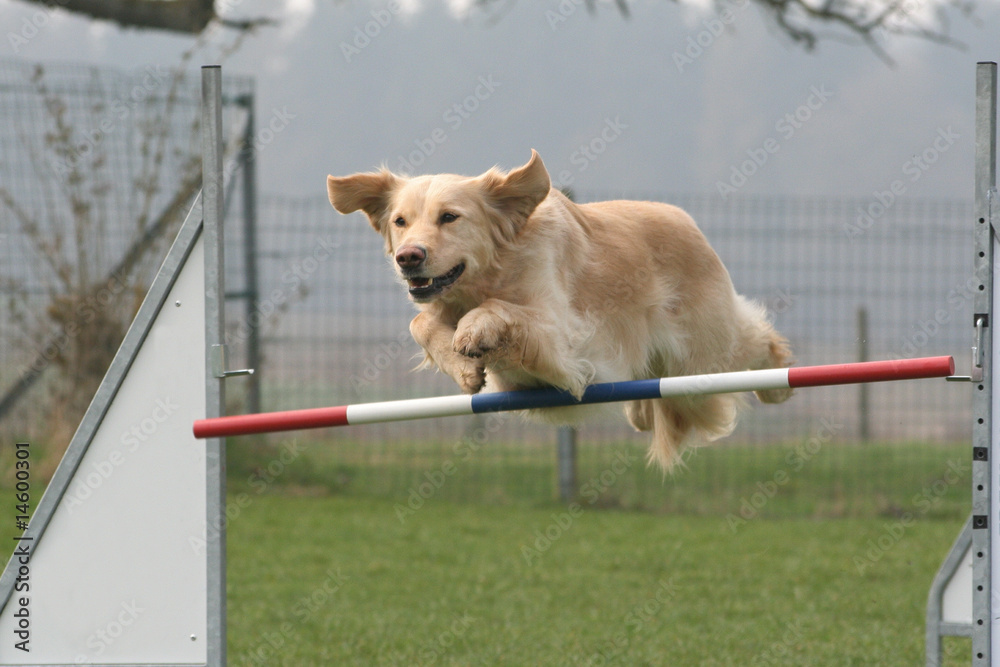 Agility - Golden Retriever über Sprung/Hürde Stock Photo | Adobe Stock