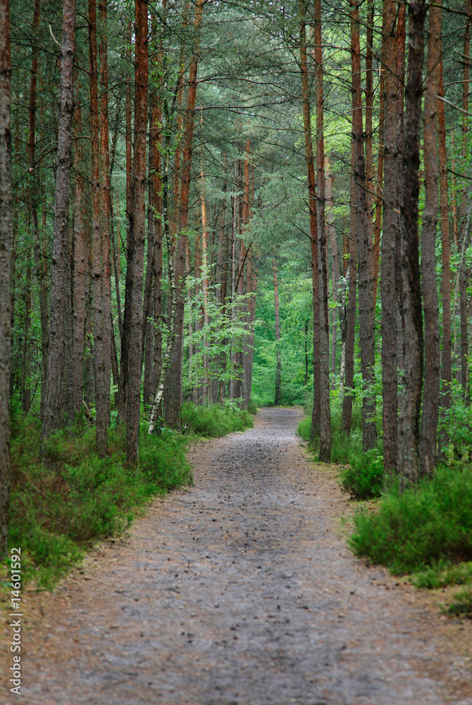Obraz premium waldweg