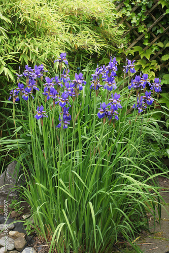 Iris sibirica